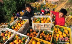 又是一年丰收季 赣南脐橙正式开摘